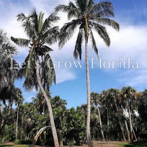 Panama / Pacific Tall Coconut Seed Cocos nucifera Tropical Live Rare Palmier