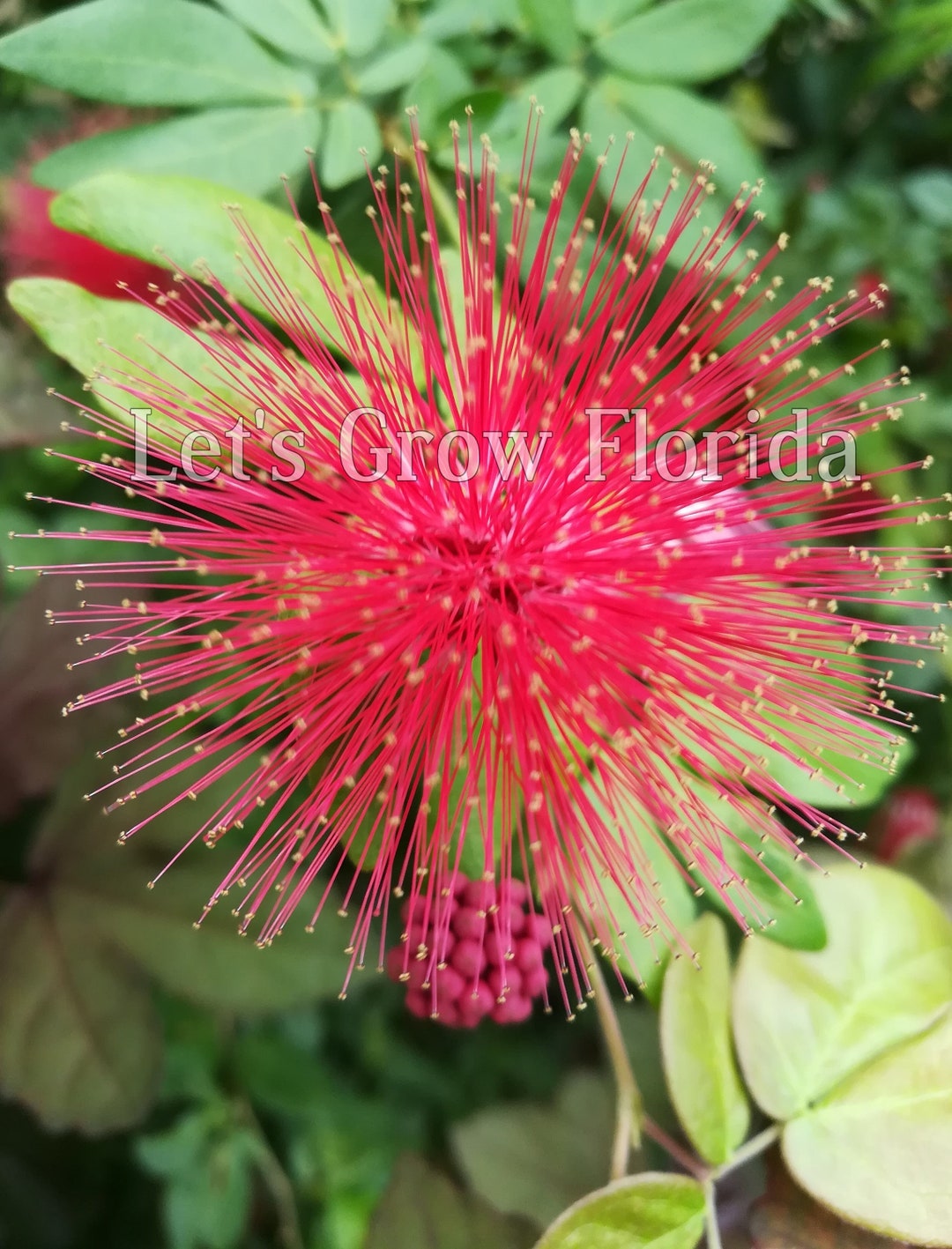 Dwarf Powder Puff Tree Plant Calliandra Haematocephala X Surinamensis