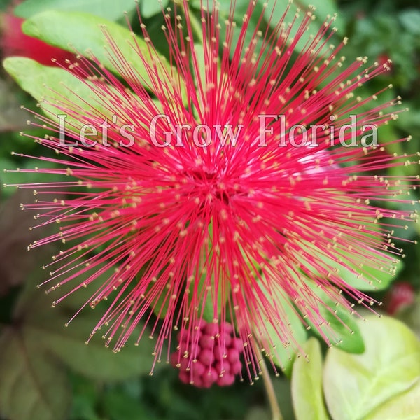 Powder Puff, Dwarf Red, Calliandra haematocephala x surinamensis, Nana Tropical Flowering Tree Plant