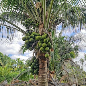 Puede incluir: Una palmera de coco alta con un tronco grueso y hojas verdes. El árbol está cargado de cocos verdes, algunos de los cuales cuelgan en racimos.