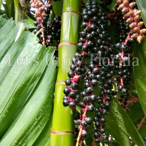 プチコスパーマ・シェフェリヤシ