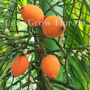 Areca catechu, Betel Nut Palm Tree