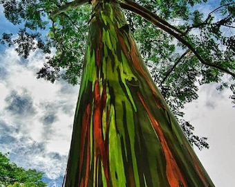 Rainbow Eucalyptus deglupta, Guaranteed, Genuine, Unhybridized, Tree Seedling Sapling Plant Tropical