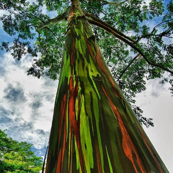 Rainbow Eucalyptus deglupta, Guaranteed, Genuine, Unhybridized, Tree Seedling Sapling Plant Tropical