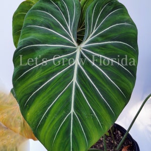 K&ouml;nnte beinhalten: Ein gro&szlig;es, gr&uuml;nes Blatt mit wei&szlig;en Adern. Das Blatt ist herzf&ouml;rmig und hat eine spitze Spitze. Das Blatt w&auml;chst in einem Topf mit brauner Erde. Der Text "Let's Grow Florida" ist im Bild sichtbar.