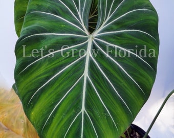 Philodendron gloriosum Aroid Plant