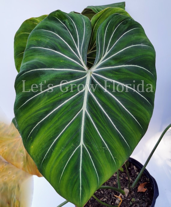 Philodendron gloriosum Aroid Plant