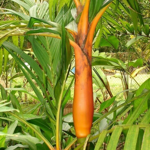 Areca vestiaria (Orange) Palm Tree