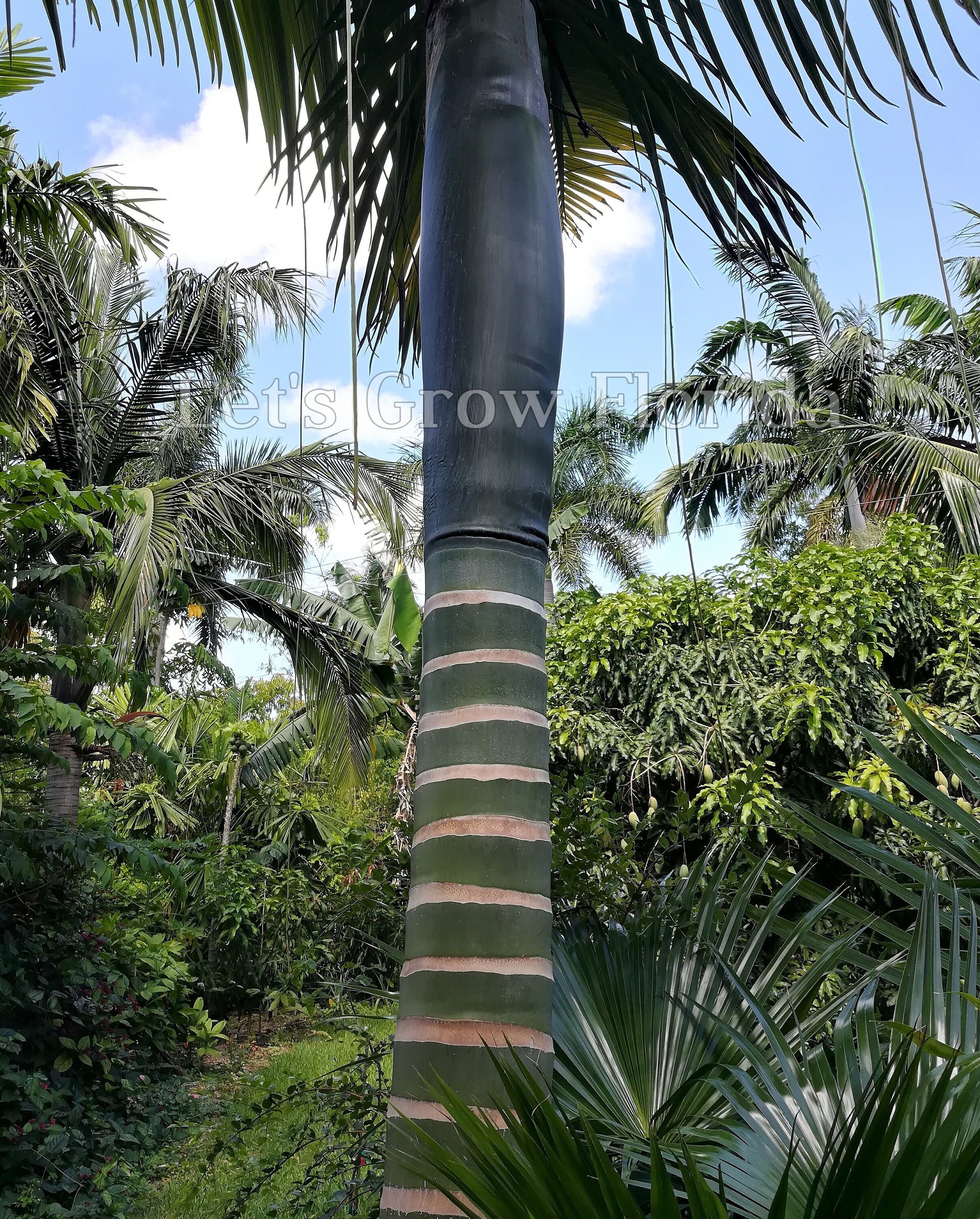コロニスタ　oman10 real tree Amazon.com: National Tree Company Artificial Slim Christmas