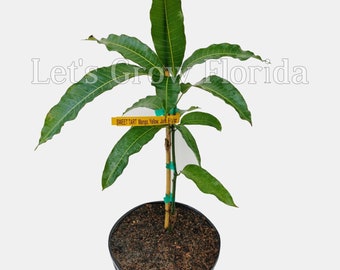 Sweet Tart, Mango Fruit Tree, Professionally Grafted!