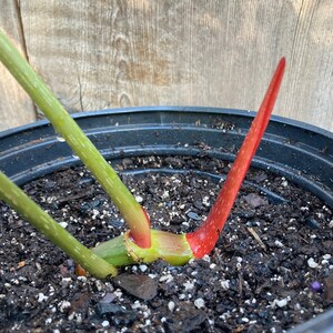 Philodendron gloriosum