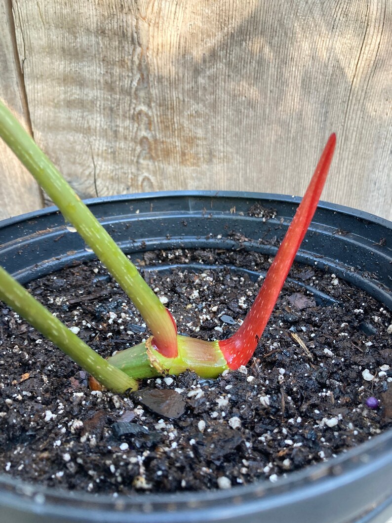 Philodendron gloriosum