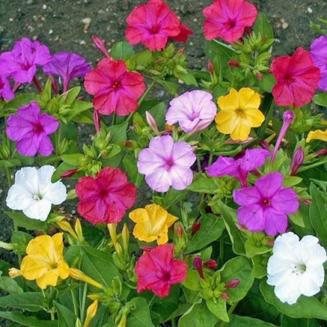 Four O clock flower seeds mixed colors Etsy