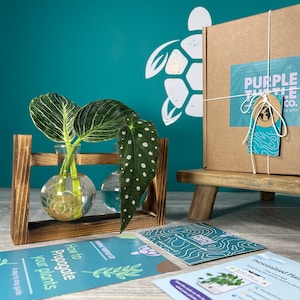 Peut inclure: Une boîte cadeau en carton brun nouée avec une ficelle blanche, portant une étiquette Purple Turtle Co. À côté se trouvent un support de propagation en bois avec deux bulbes en verre contenant des boutures, une carte grise et des fiches.