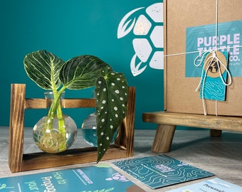 Plant Propagation Station Gift Box: Glass Vases, Wooden Labels & Plant Care App