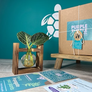 May include: A brown cardboard gift box tied with white string, featuring a Purple Turtle Co. label. Beside it sits a glass bulb vase in a wooden frame holding a green plant, a grey greeting card with a tree illustration, and instructional cards.