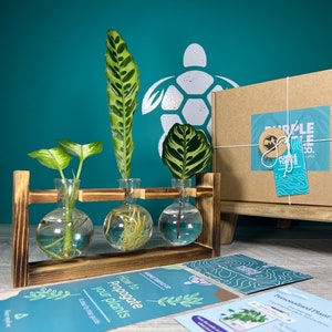 May include: A plant propagation station with three glass bulbs in a dark wood frame, a brown cardboard gift box with white string, a grey greeting card with a tree illustration, and instructional cards featuring the text How to Propagate your plants.