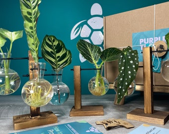 Geschenkdoos plantenvermeerderingsstation: glazen vazen, labels, gids en planten-app