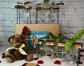 Plant Mother&#39;s Day Gift Box + Card & Teddy | Gifts For Her | Plant Care Package | Engagement Gifts | Anniversary Gifts | Propagation Stand