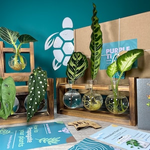 Prezent do rozmnażania roślin + pudełko prezentowe | Stacja startowa Grow Your Plants | Prezenty dla niej | Sadzonki roślin domowych | + Bezpłatne członkostwo w aplikacji Plant App