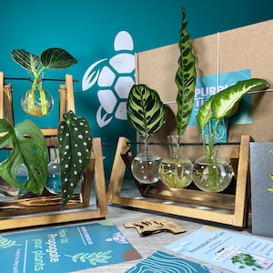 Pflanzenvermehrung Geschenk + Geschenkbox | Wachsen Sie Ihre Pflanzen-Starter-Station | Geschenke für Sie | Zimmerpflanzenstecker | + Kostenlose Plant App-Vereinbarung