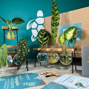 Pflanzenvermehrung Geschenk + Geschenkbox | Wachsen Sie Ihre Pflanzen-Starter-Station | Geschenke für Sie | Zimmerpflanzenstecker | + Kostenlose Plant App-Vereinbarung