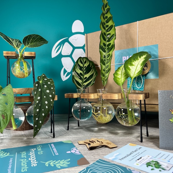 Plantenvermeerdering cadeau + geschenkdoos | Startstation voor het kweken van uw planten | Cadeaus voor haar | Stekken van kamerplanten | + Gratis lidmaatschap van de Plant App