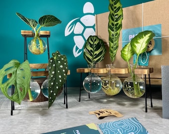 Coffret cadeau Station de multiplication des plantes : vases en verre, étiquettes, guide et application pour plantes | Amateurs de plantes | Cadeaux pour elle | Cadeaux pour jardiniers