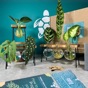 May include: A plant propagation station featuring five glass bulb vases held in wooden and black metal stands. The set includes various green plant cuttings in water, a cardboard box, and instructional cards labelled Purple Turtle Co.