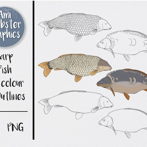 Carp SVG - Fishing SVG - Carp Fishing Clip Art -  Angling SVG - Carp svg Bundle - Common Carp png - Mirror Carp png - Carp Fishing Logo