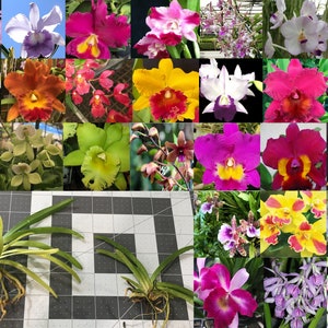 SMALL Orchids Plugs bundle- Orchids seedling - Multiple kinds of orchids - Cattleya, Dendrobium, Vanda, Miltonia, Encyclia....