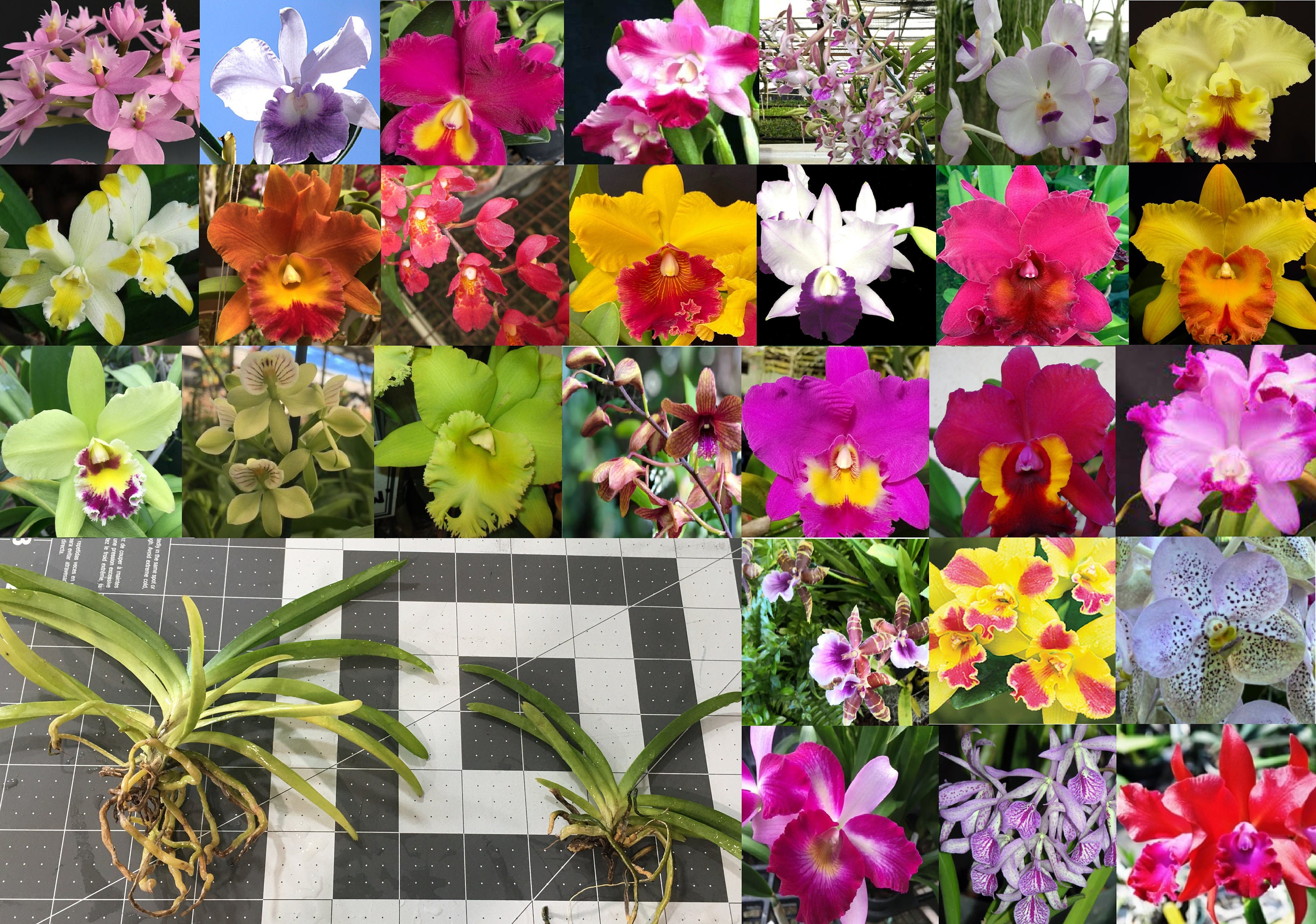 SMALL Orchids Plugs bundle- Orchids seedling - Multiple kinds of orchids - Cattleya, Dendrobium, Vanda, Miltonia, Encyclia....