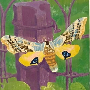 Vintage E.J. Quayle Signed Print of Moth; Woodblock Print of Hawk Moth; Original Signed/Numbered Moth Print; Vintage Insect Moth Art Print