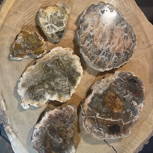 Petrified Wood Slabs