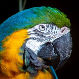 Colorful blue and yellow Macaw|portrait|wallart|digital