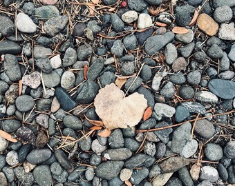 Heart Leaf