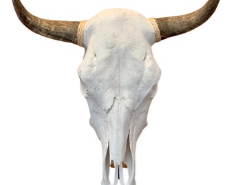 Real steer skull with horns