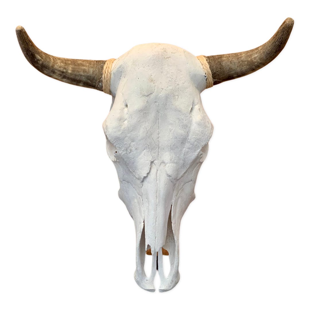 Real steer skull with horns