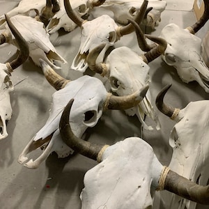 May include: A collection of white painted animal skulls with dark brown antlers. The skulls are arranged in a pile on a gray surface.