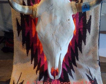 Real steer skull with polished horns