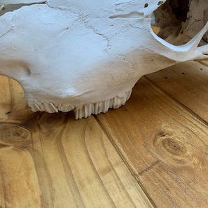 May include: White animal skull with teeth on a wooden surface.