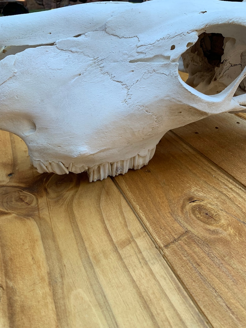 May include: White animal skull with teeth on a wooden surface.