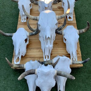 May include: A collection of nine white cow skulls with dark brown horns arranged in a staggered pattern on a wooden surface. The skulls are all facing forward and have a natural, rustic look.