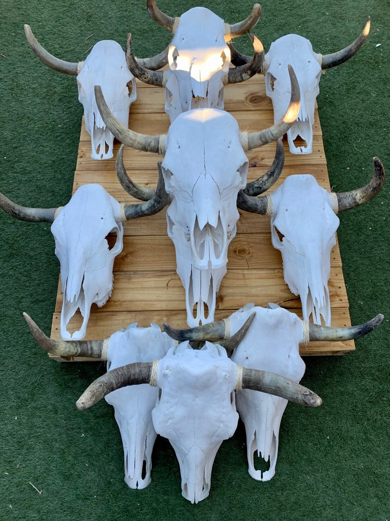 May include: A collection of nine white cow skulls with dark brown horns arranged in a staggered pattern on a wooden surface. The skulls are all facing forward and have a natural, rustic look.
