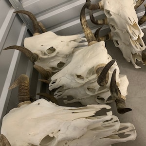 May include: Four white animal skulls with horns, mounted on a wall. The skulls are arranged in a staggered pattern, with the horns pointing in different directions.