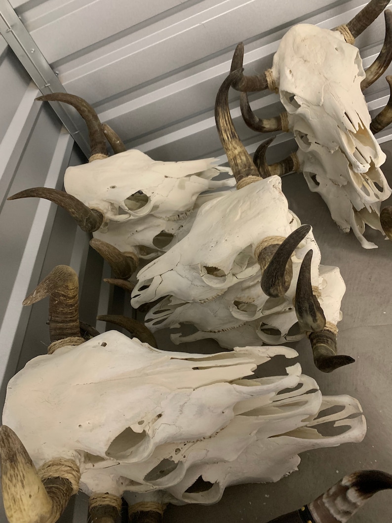 May include: Four white animal skulls with horns, mounted on a wall. The skulls are arranged in a staggered pattern, with the horns pointing in different directions.