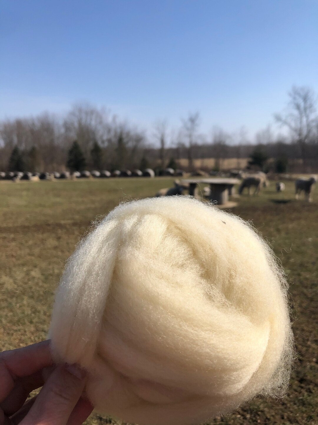 100 Corriedale All Natural Wool Roving Combed Top Ready to Dye and