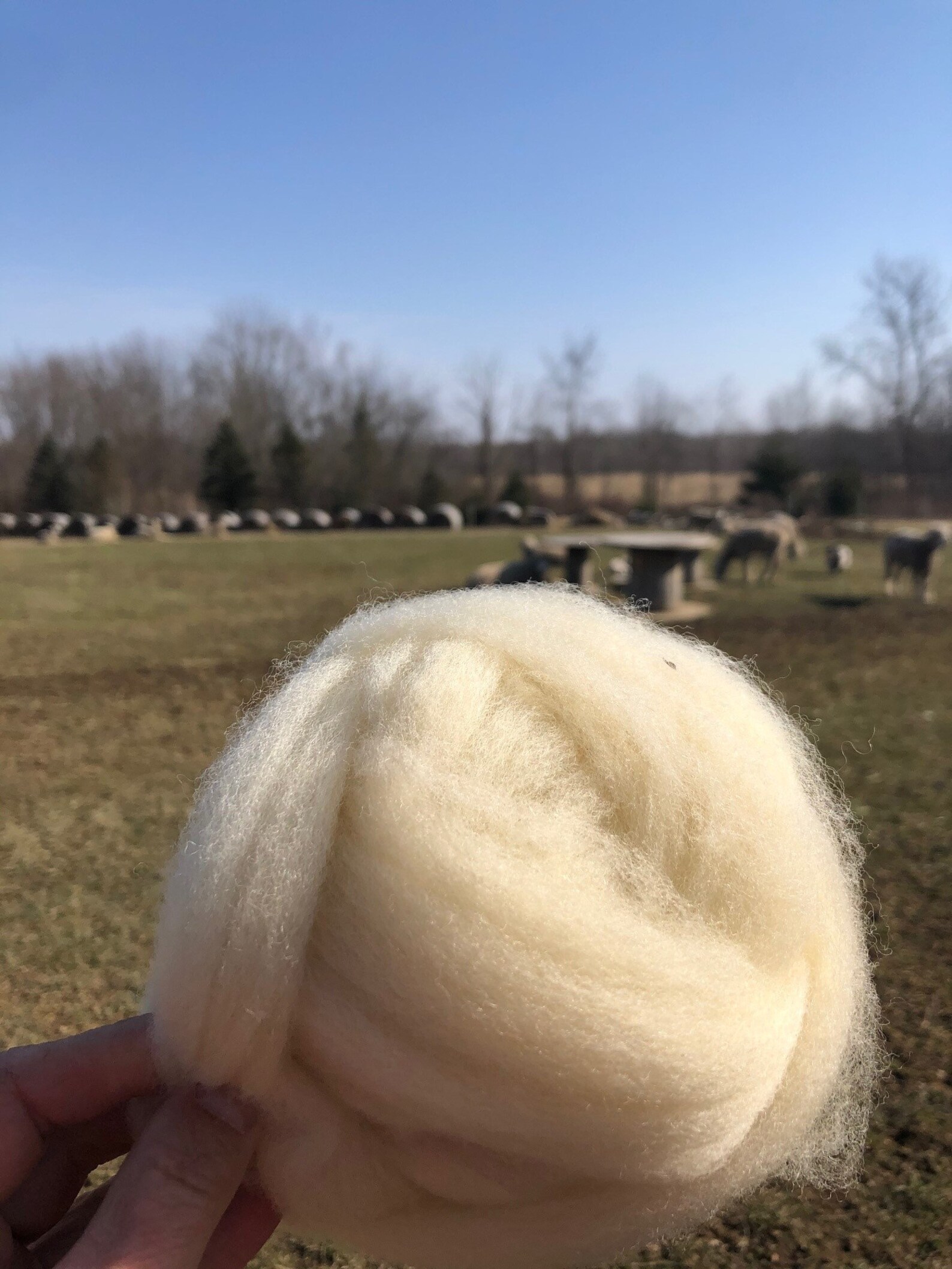Buy 100 Corriedale All Natural Wool Roving Combed Top Ready to Online