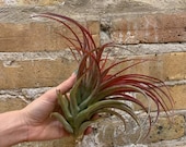 Air Plant - Red Brachycaulos Abdita SINGLE X-LARGE Tillandsia Live Indoor Plants Low Maintenance Plant Air Purifying