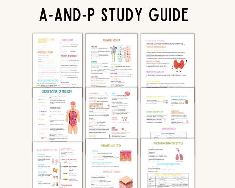 Anatomy and Physiology Nursing Anatomy Study Guide Anatomy Etsy